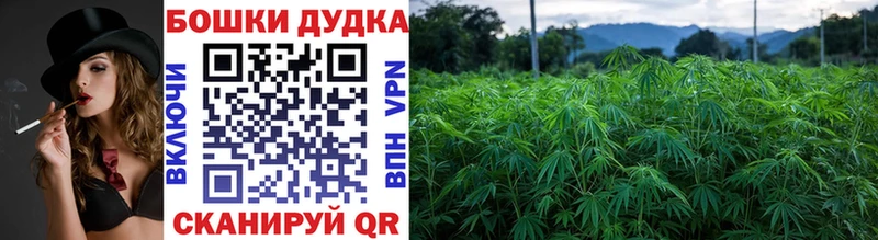 Купить где  Кондрово  Конопля OG Kush 